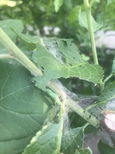 Szövedékkészítő lepkék a kertben